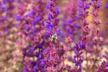 A bee on a purple field flower.