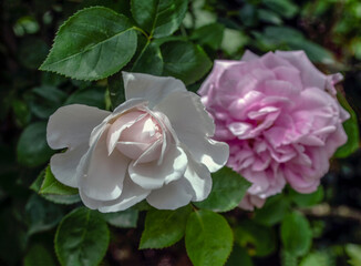 The beauty of nature. Two roses - one that is just blooming. Against the background of a pink.