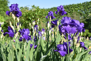 Iris bleu indigo au jardin