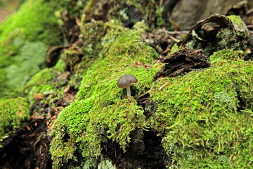 Fototapeta premium mushroom on a fallen tree