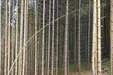 The trunks of pine trees in a plantation in Wales, UK.