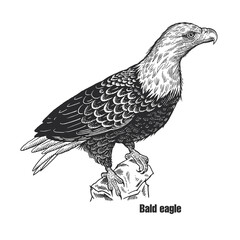Predatory bird. Bald eagle.