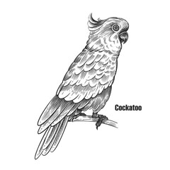 Parrot cockatoo. Black sketch of bird on a white background.