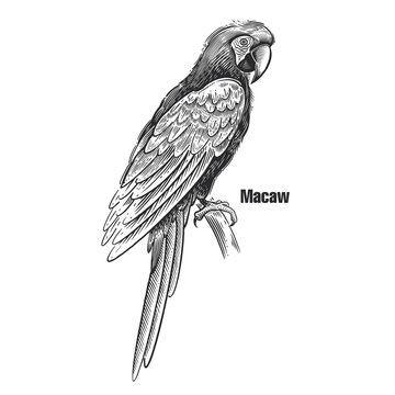 Parrot macaw. Black sketch of bird on a white background.