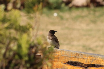 black sparrow