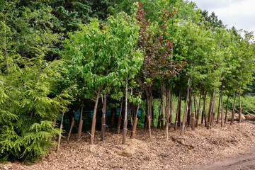 Fototapeta na wymiar Large selection of tree saplings ready to be picked up to be planted by city workers, Montreal, Canada