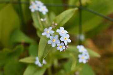 Cute and pretty forget-me-not flowers