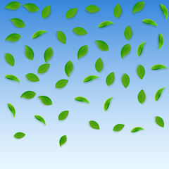 Falling green leaves. Fresh tea random leaves flyi