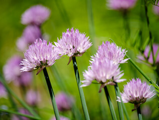 Chive blossoms in bloom in backyard