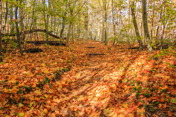 Hiking trail in a forest from the Jasmund National Park on the island of Ruegen. Autumn mood with deciduous trees and dry brown leaves on the forest floor