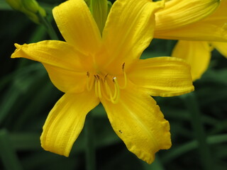 yellow Lily blooms in the garden in summer