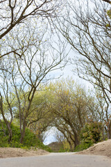 Fototapeta premium bare branches created a tunnel over the road