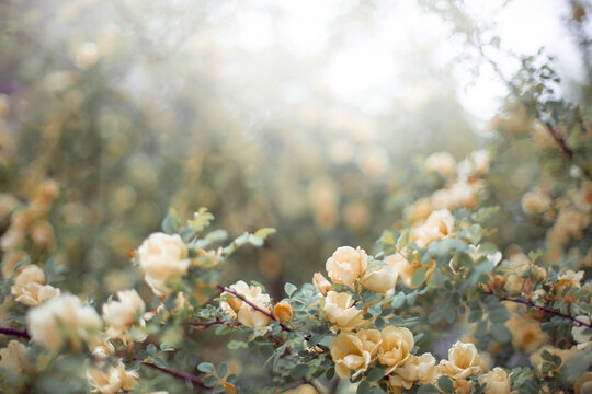 Flowering branches of yellow rosehip photographed with blur