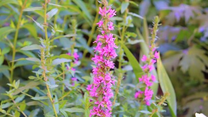violet summer wildflowers