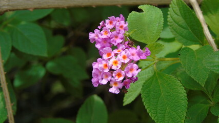 butterfly on a flower