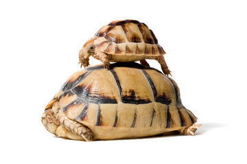Kleinmanni´s tortoise isolated on a white background