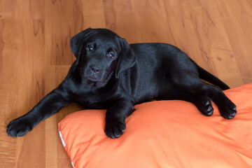 a black Labrador puppy is lying on the floor on an orange mat