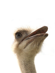 ostrich head closeup isolared 