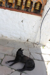 A black dog lying on the cement floor
