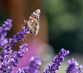 Pipevine Swallowtail Butterfly suckling nectar in field of French Lavender in bloom on a summer day on Long Island, New York