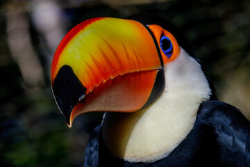 toucan on a black background