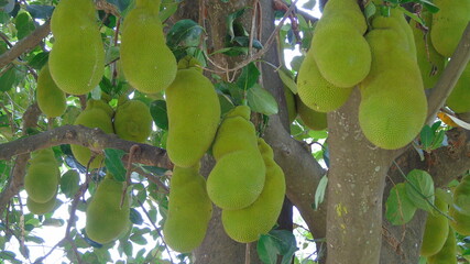 jack fruit on jack fruit tree in the garden