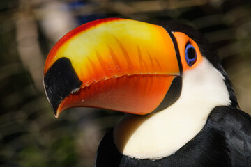 Naklejka premium Toucans on dark background 