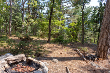 Fototapeta premium forest glade for picnic