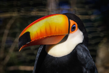 Fototapeta premium toucan on a black background