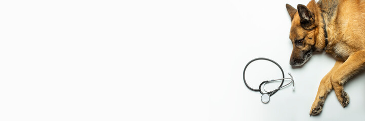 Dog lies and doctor's stethoscope on a light background. Concept veterinary clinic, shelter, veterinarian, animal assistance. Banner. Flat lay, top view