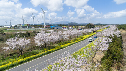 유채꽃과 벚꽃이 어우러진 대한민국의 가장 아름다운 길 제주도 녹산로