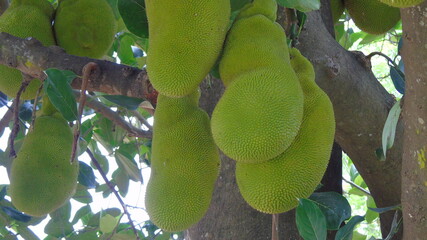 jack fruit on jack fruit tree in the garden