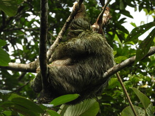 Fototapeta premium Three-Toed Sloth Mother and Baby in the Rain Forest