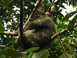 Three-Toed Sloth Mother and Baby in the Rain Forest