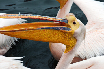 Weiße Pelikane Onocrotalus, Walvis Bay, Namibia