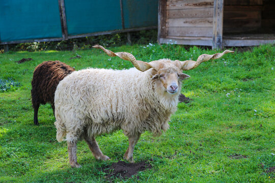 Spiral horned Racka eating grass. Selectibe focus.