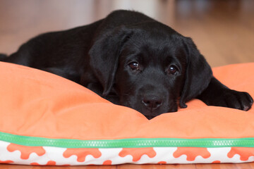 a black Labrador puppy is lying on the floor on an orange mat