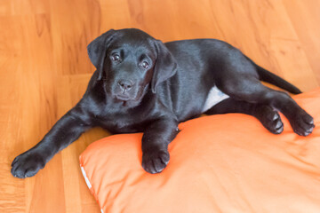 a black Labrador puppy is lying on the floor on an orange mat