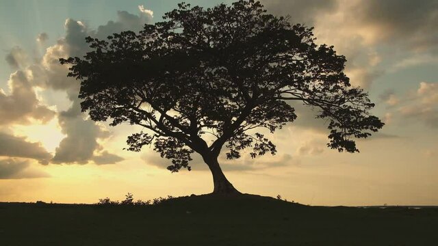 tree with sun and orange sky background,moving shot by gimbal stabilizer