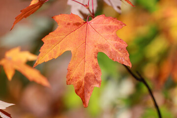 red leaf of canadian maple on natural background, maple syrup folk medecine. Gadget Background