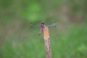 Libéula Roja en Costa Rica, Zona Fría