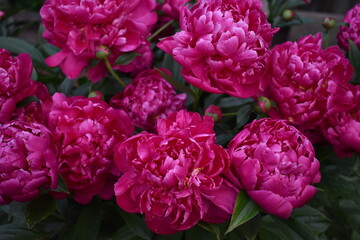 pink and white flowers