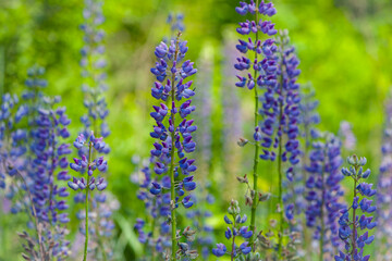 delicate and beautiful forest flowers close-up
