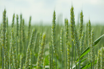 field with green spikelets of barley