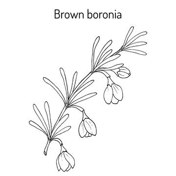 Brown boronia B. megastigma , medicinal plant