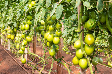 Tomatoes greenhouse