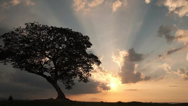 tree with sun and orange sky background,moving shot by gimbal stabilizer