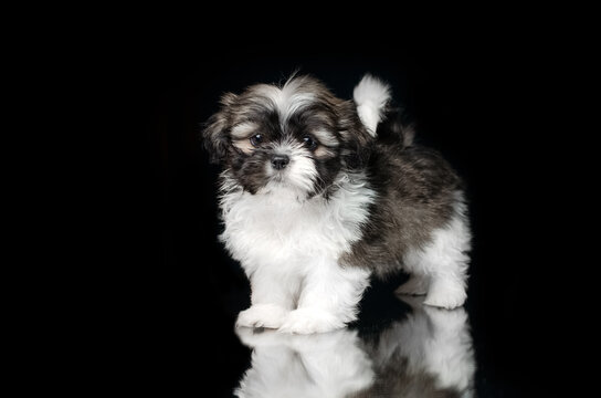 shih tzu puppies cute dogs gorgeous studio photos on a black background
