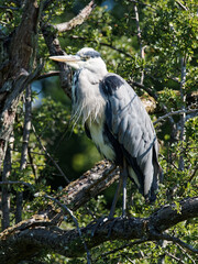Naklejka premium A Grey Heron (Ardea cinerea) standing in a tree at Crime Lake at Daisy Nook Country Park in Oldham on a hot sunny day