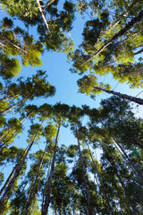 Eucalyptus forest